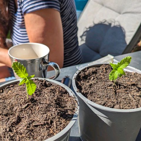 Special Queen #1 growlog photo: Umzug nach draußen 