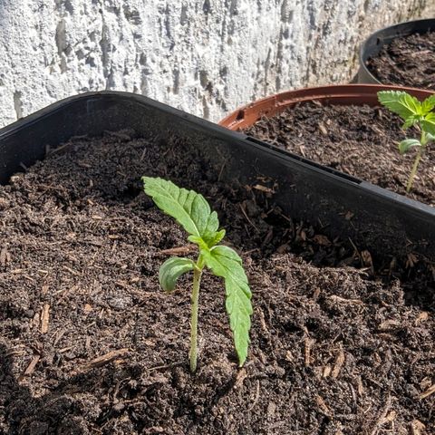 Special Queen #1 growlog photo: Umzug nach draußen 