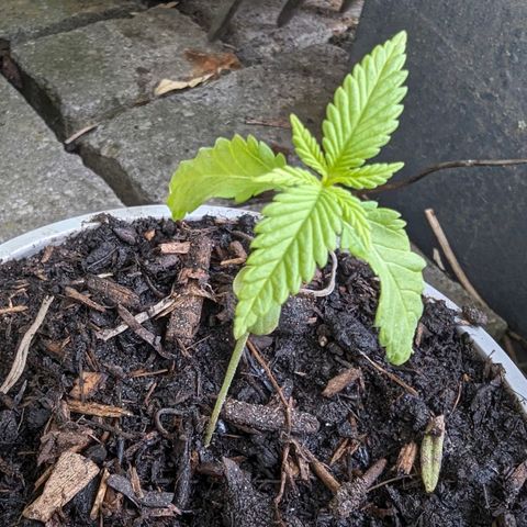 Special Queen #1 growlog timeline photo