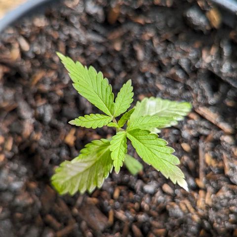Special Queen #1 growlog timeline photo
