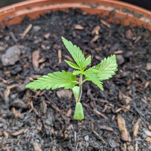 Special Queen #1 growlog timeline photo