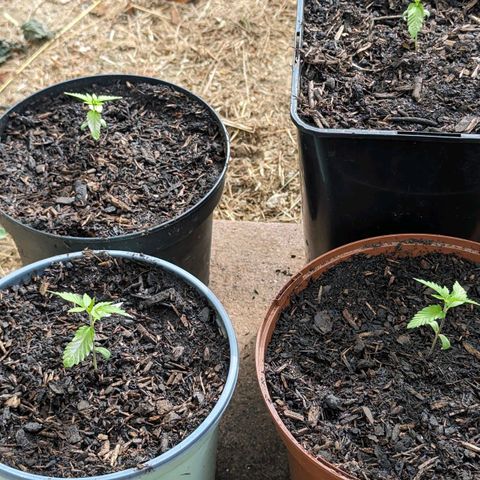 Special Queen #1 growlog timeline photo