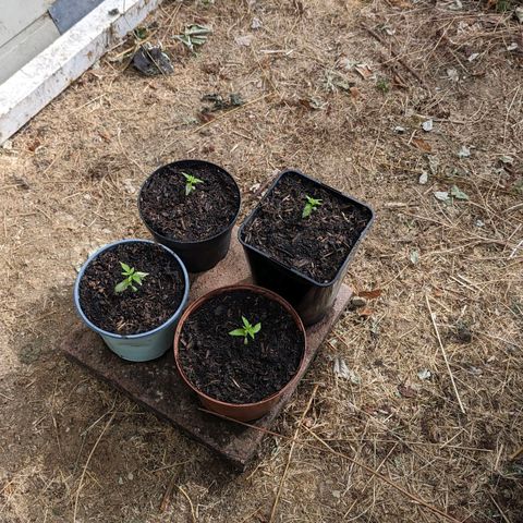 Special Queen #1 growlog timeline photo