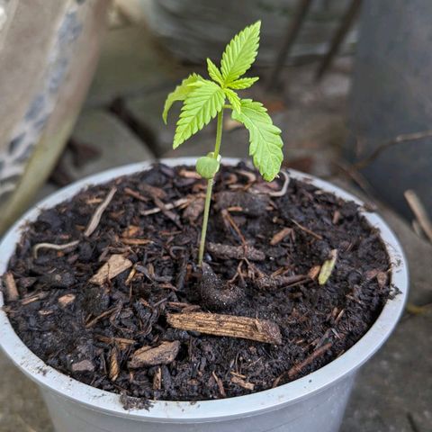 Special Queen #1 growlog timeline photo