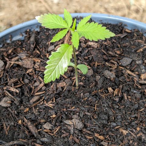 Special Queen #1 growlog timeline photo