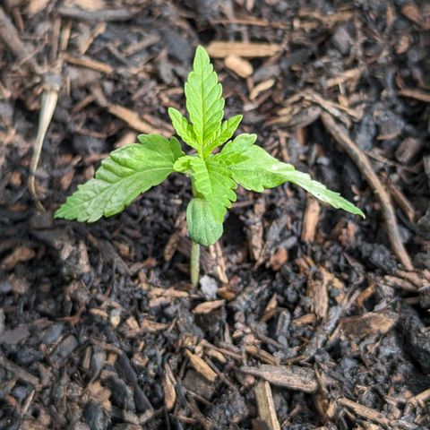 Special Queen #1 growlog timeline photo