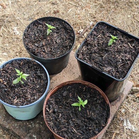 Special Queen #1 growlog timeline photo