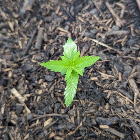 Special Queen #1 growlog timeline photo