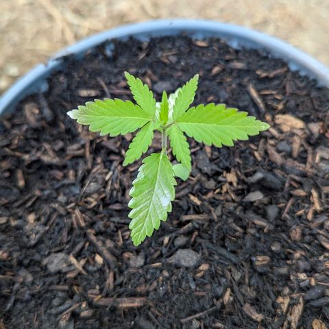 Special Queen #1 growlog timeline photo