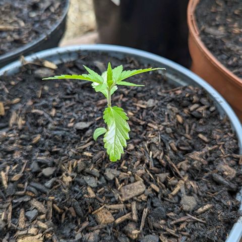 Special Queen #1 growlog timeline photo