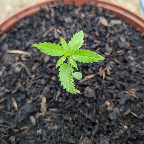 Special Queen #1 growlog timeline photo
