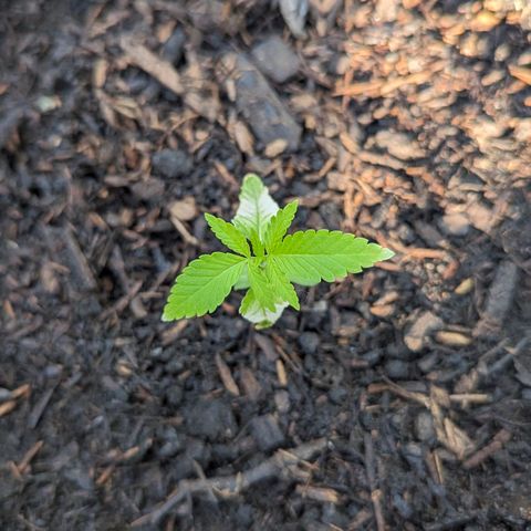 Special Queen #1 growlog timeline photo