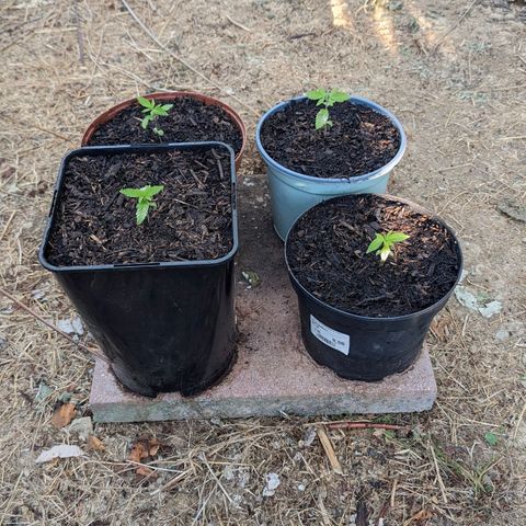 Special Queen #1 growlog timeline photo