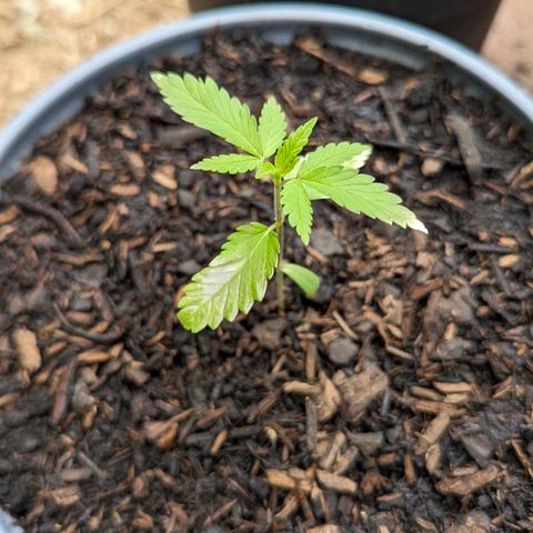 Special Queen #1 growlog timeline photo