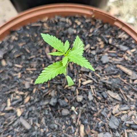 Special Queen #1 growlog timeline photo