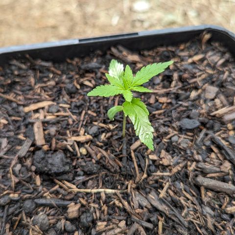 Special Queen #1 growlog timeline photo
