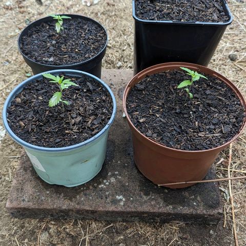 Special Queen #1 growlog timeline photo