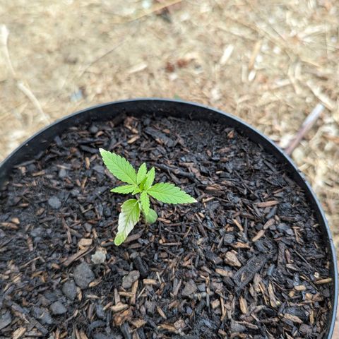 Special Queen #1 growlog timeline photo