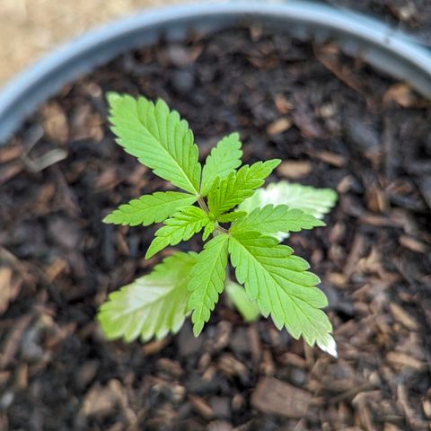 Special Queen #1 growlog timeline photo