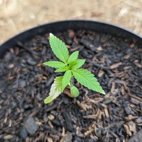 Special Queen #1 growlog timeline photo