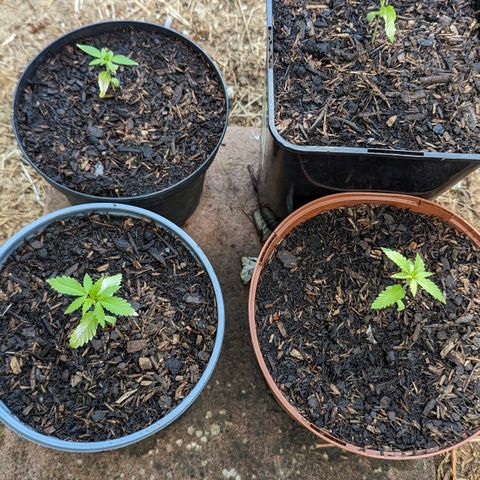 Special Queen #1 growlog timeline photo