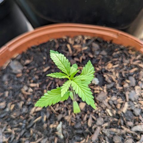 Special Queen #1 growlog timeline photo