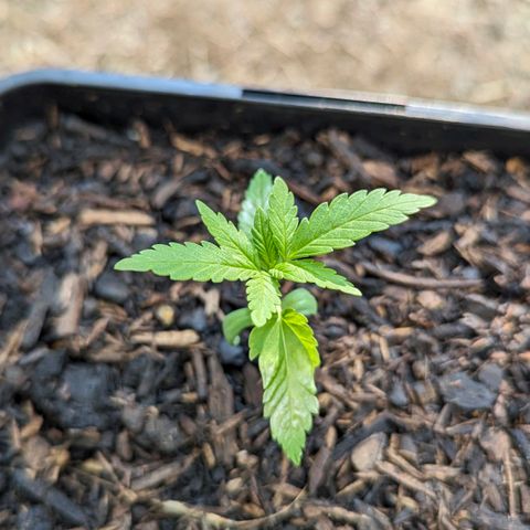 Special Queen #1 growlog timeline photo