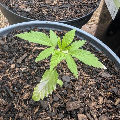 Special Queen #1 growlog timeline photo
