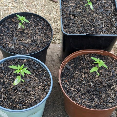 Special Queen #1 growlog timeline photo