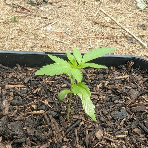 Special Queen #1 growlog timeline photo