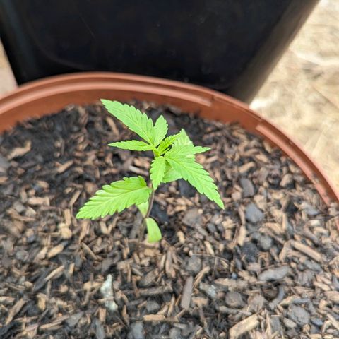 Special Queen #1 growlog timeline photo
