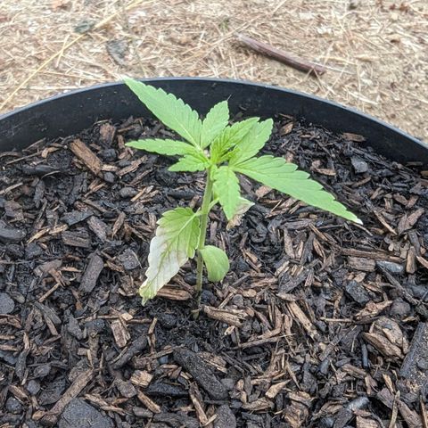 Special Queen #1 growlog timeline photo