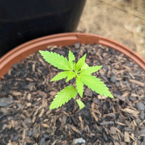 Special Queen #1 growlog timeline photo