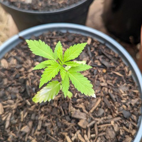 Special Queen #1 growlog timeline photo