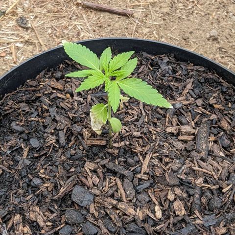 Special Queen #1 growlog timeline photo