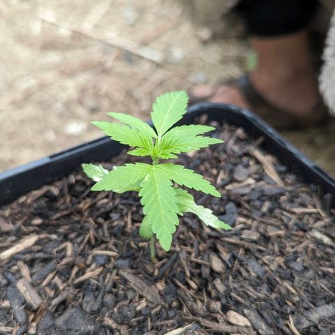 Special Queen #1 growlog timeline photo