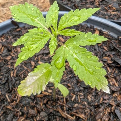 Special Queen #1 growlog timeline photo