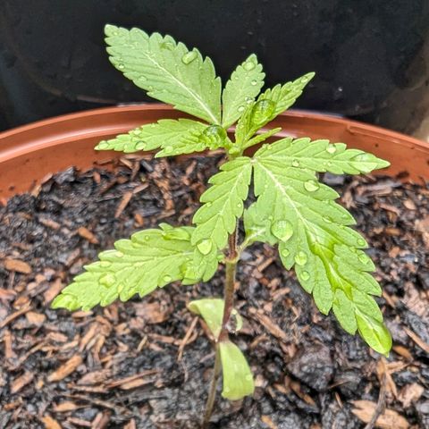 Special Queen #1 growlog timeline photo