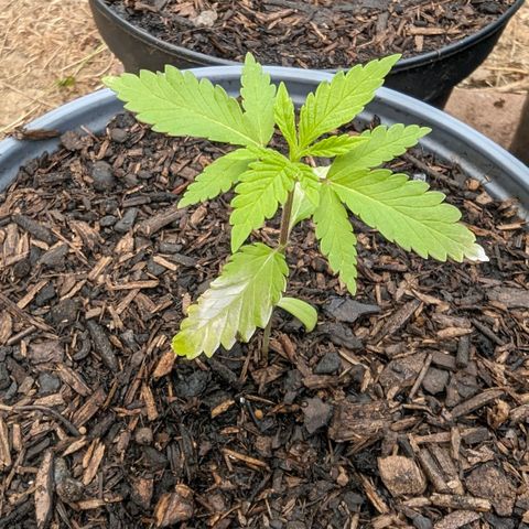 Special Queen #1 growlog timeline photo