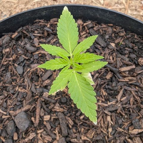 Special Queen #1 growlog timeline photo