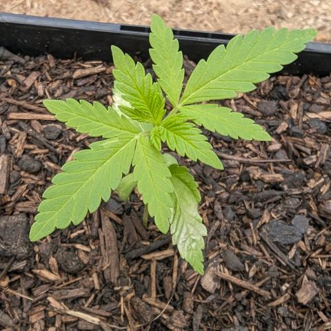 Special Queen #1 growlog timeline photo