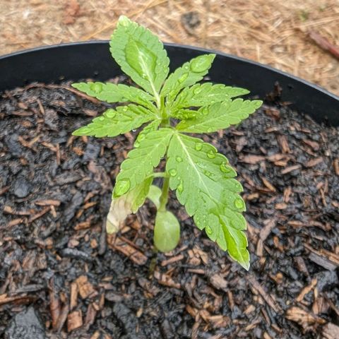 Special Queen #1 growlog timeline photo