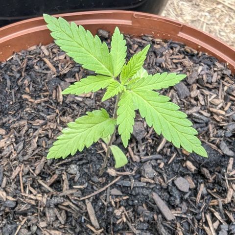 Special Queen #1 growlog timeline photo
