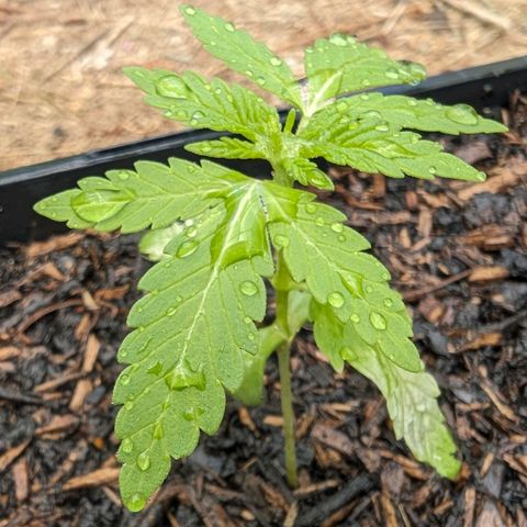 Special Queen #1 growlog timeline photo