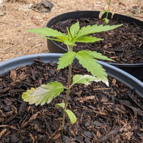Special Queen #1 growlog timeline photo