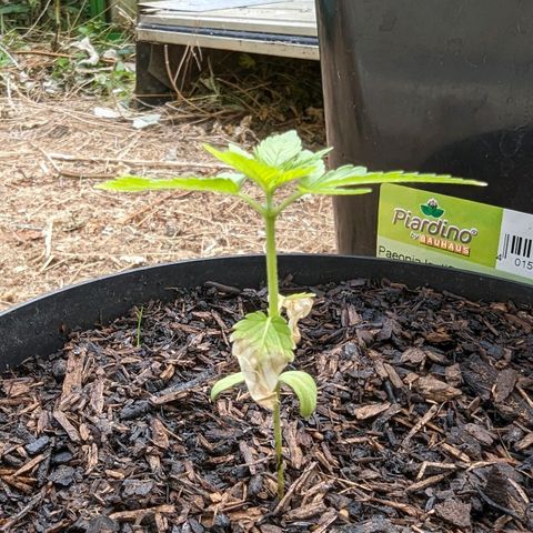 Special Queen #1 growlog timeline photo