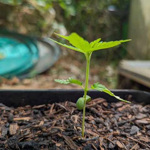 Special Queen #1 growlog timeline photo