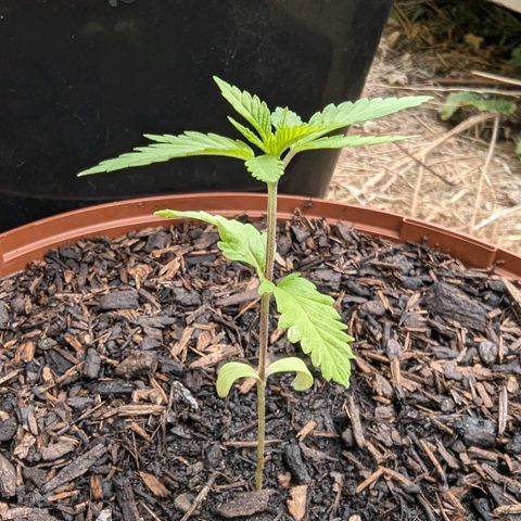 Special Queen #1 growlog timeline photo