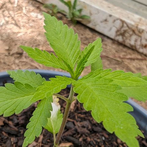 Special Queen #1 growlog timeline photo