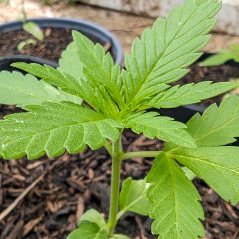 Special Queen #1 growlog timeline photo